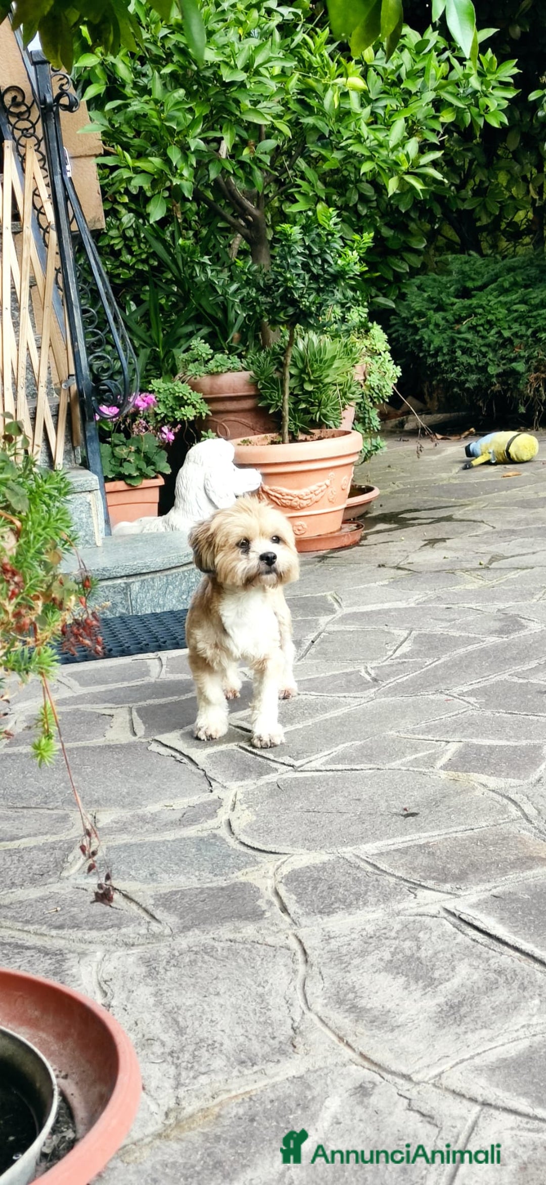 Lhasa Apso cani in vendita: Lhasa apso a Magenta - Annuncio 2
