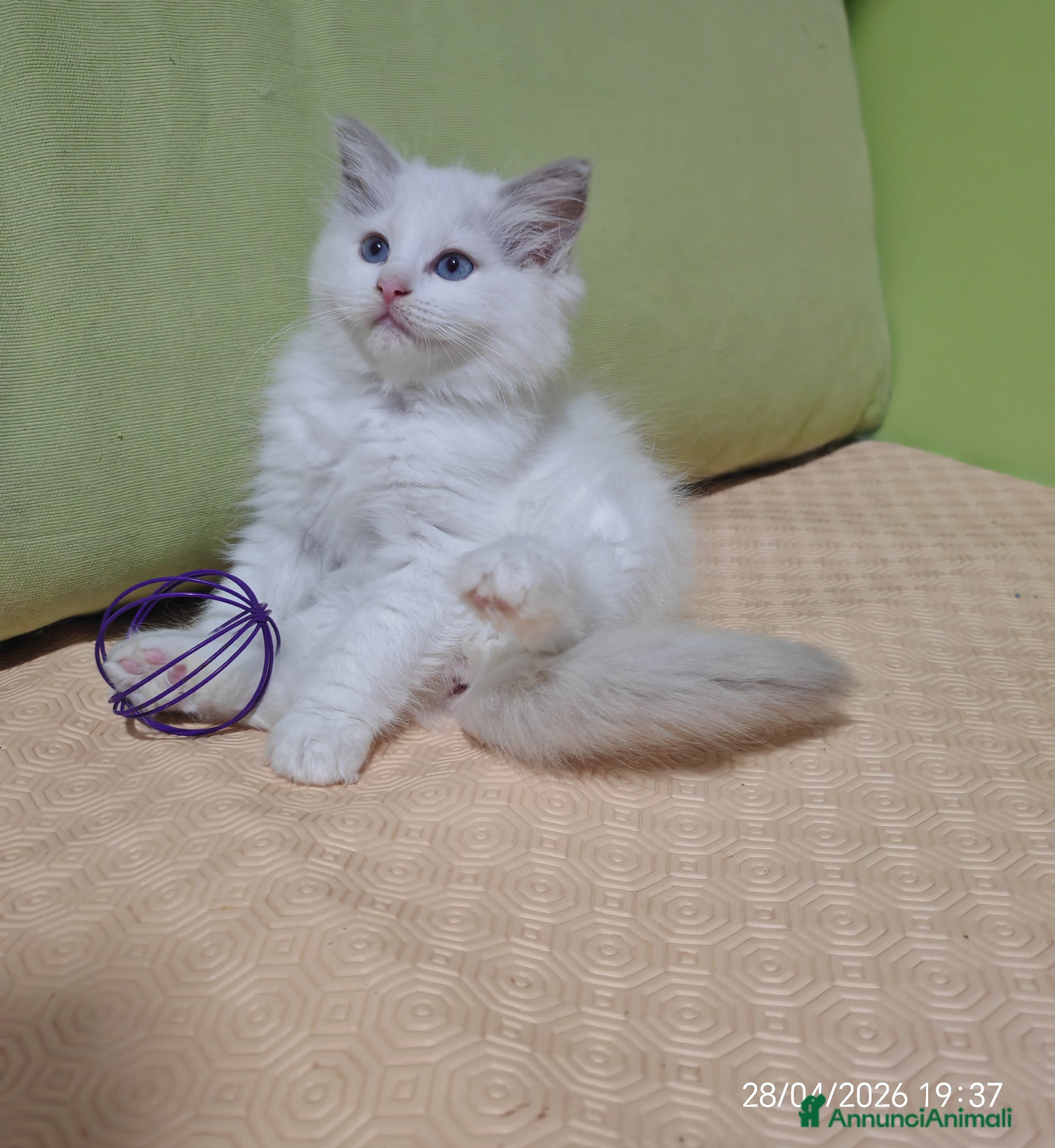 Ragdoll gatti Ragdoll cuccioli  - Annuncio 1