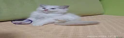 Ragdoll gatti in vendita: Ragdoll cuccioli  a Città Metropolitana di Torino - Annuncio 1