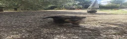 Bassotto Nano cani in vendita: Femmine di bassotto nano - Annuncio 6