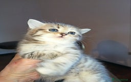 Scottish gatti in vendita: Gattini Scottish Straight  a Provincia di Modena - Immagine 20