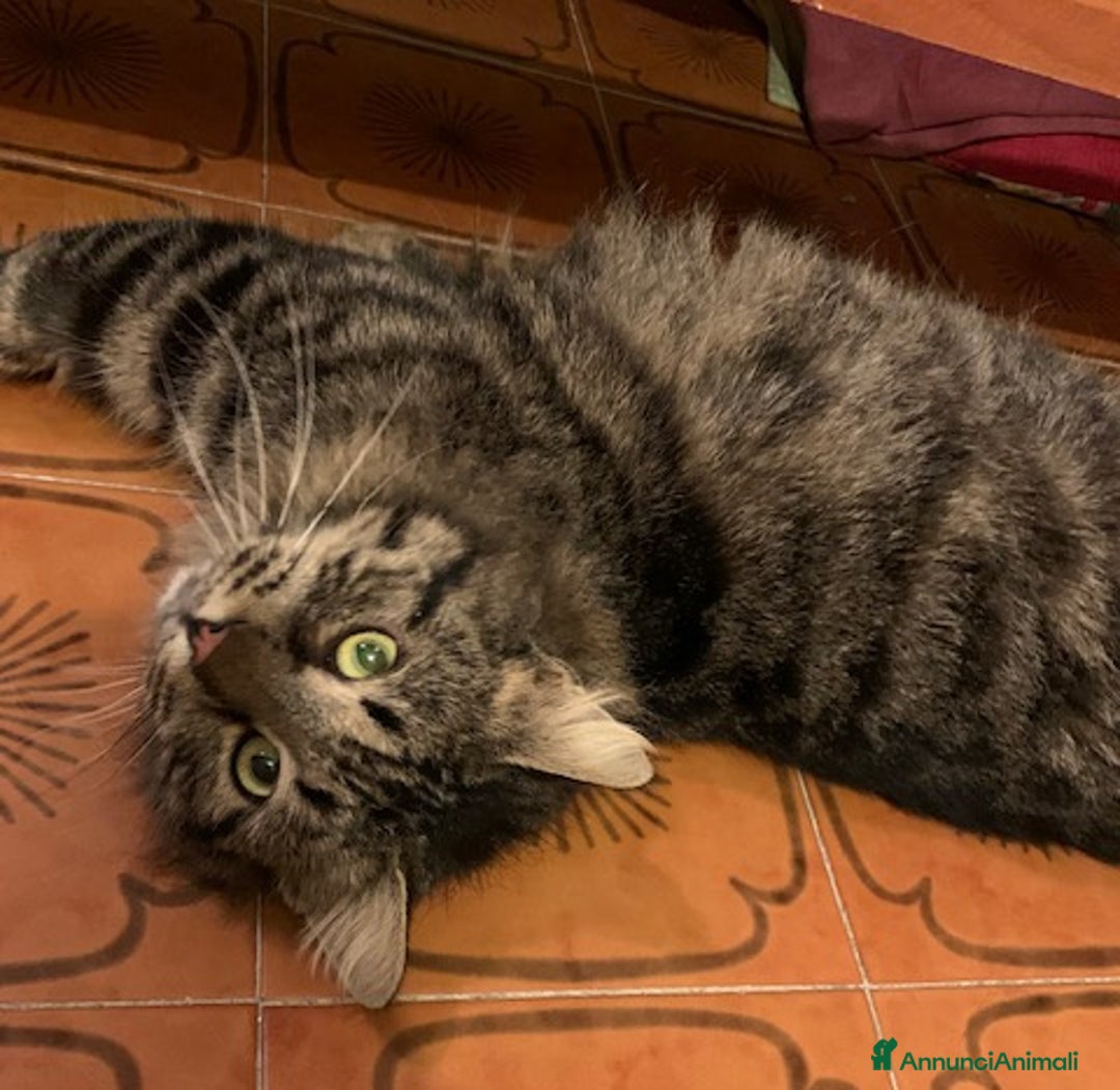 Europeo gatti in regalo: Micino rosso maschio occhi verdi - Annuncio 11