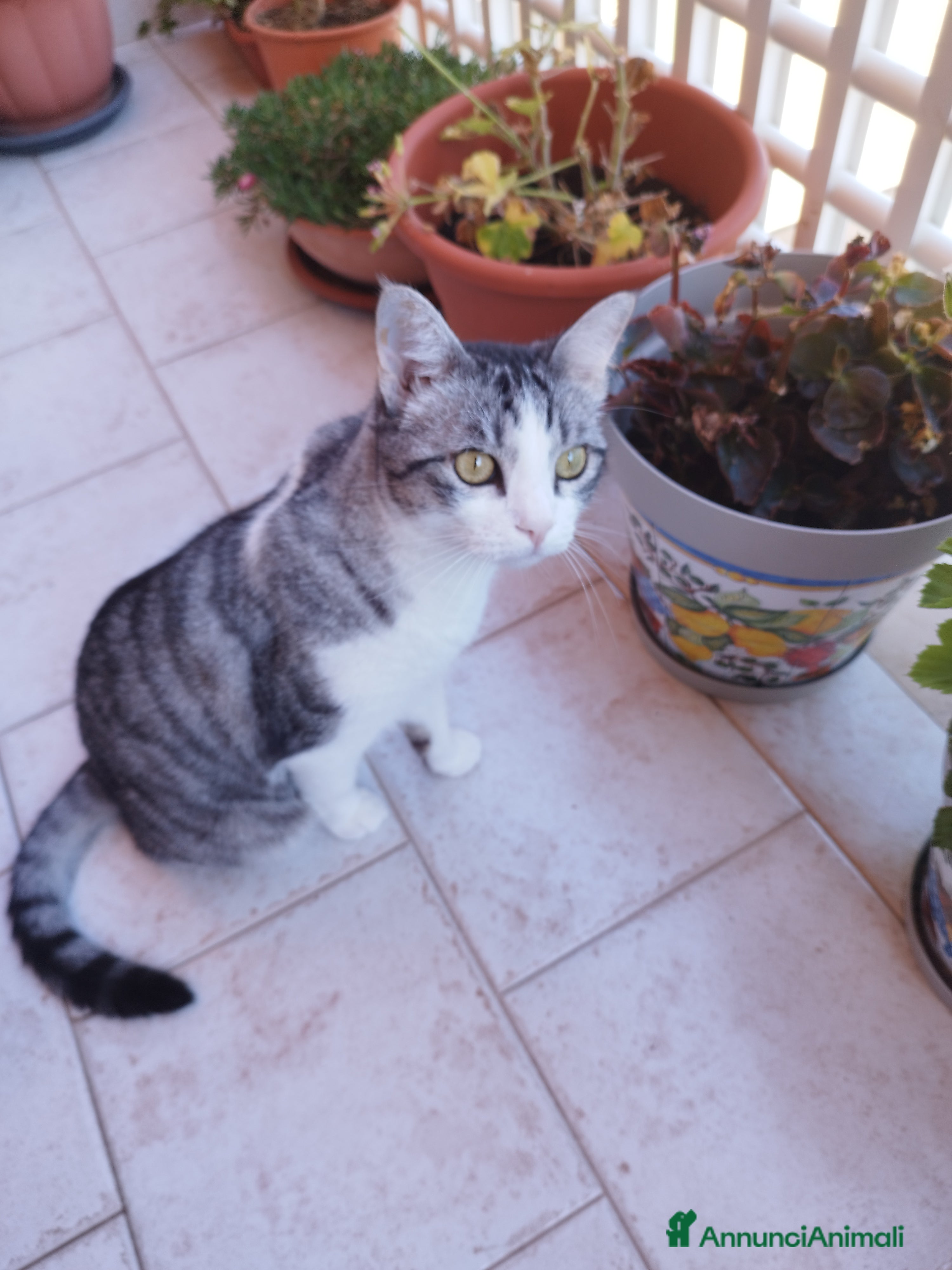 Meticcio gatti Regalo gattina affettuosa  - Annuncio 2