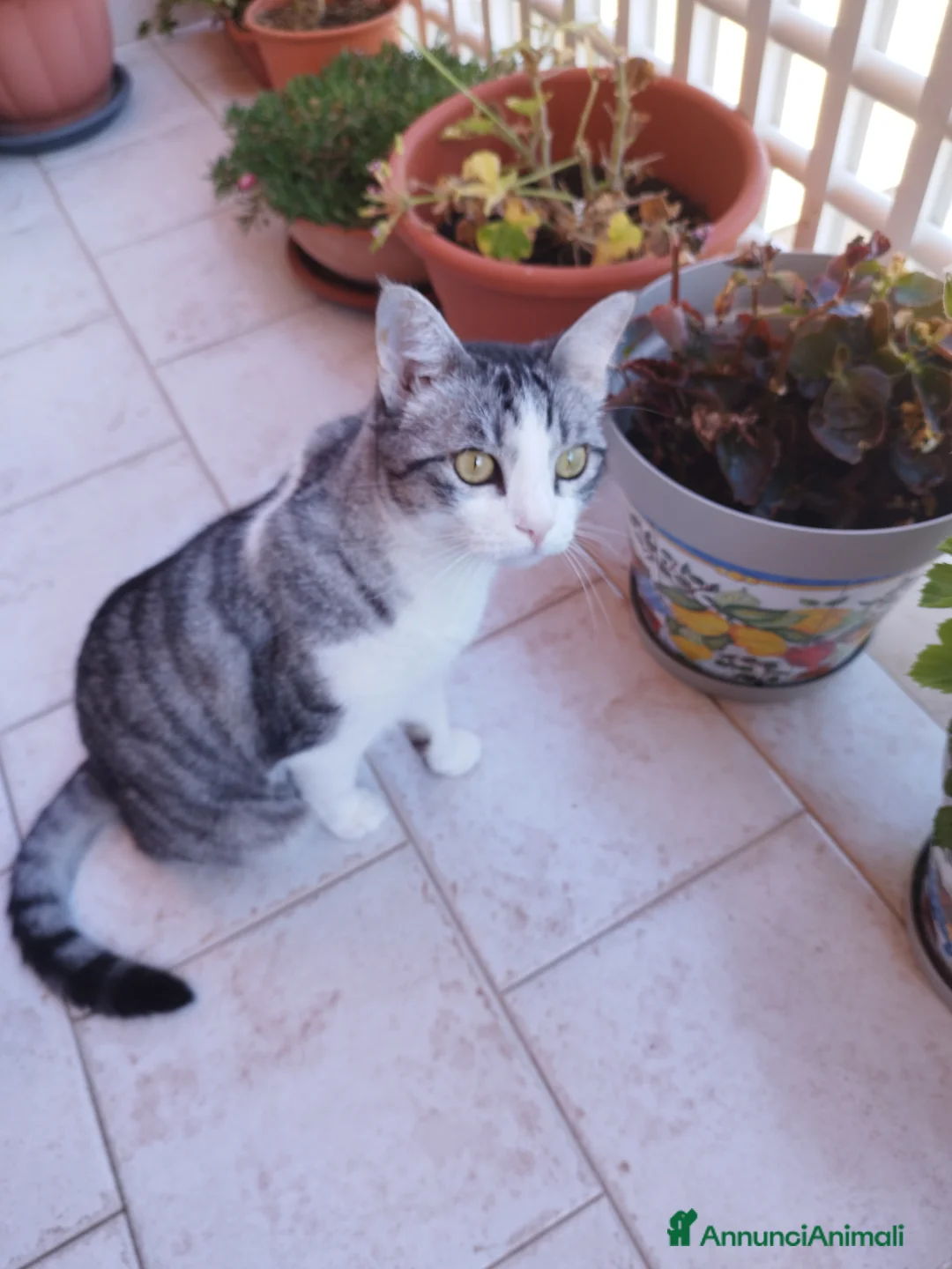 Meticcio gatti in regalo: Regalo gattina affettuosa  - Annuncio 2