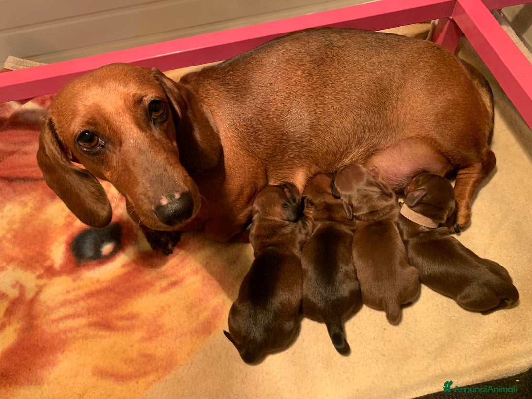 Bassotto cani in vendita: CUCCIOLI BASSOTTO NANO PELO CORTO - Annuncio 2