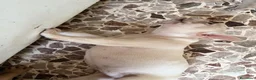 Bulldog Francese cani in vendita: Femmina bulldog francese  - Annuncio 10