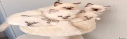 Ragdoll gatti in vendita: Cucciole di Ragdoll  a Provincia di Cosenza - Annuncio 2