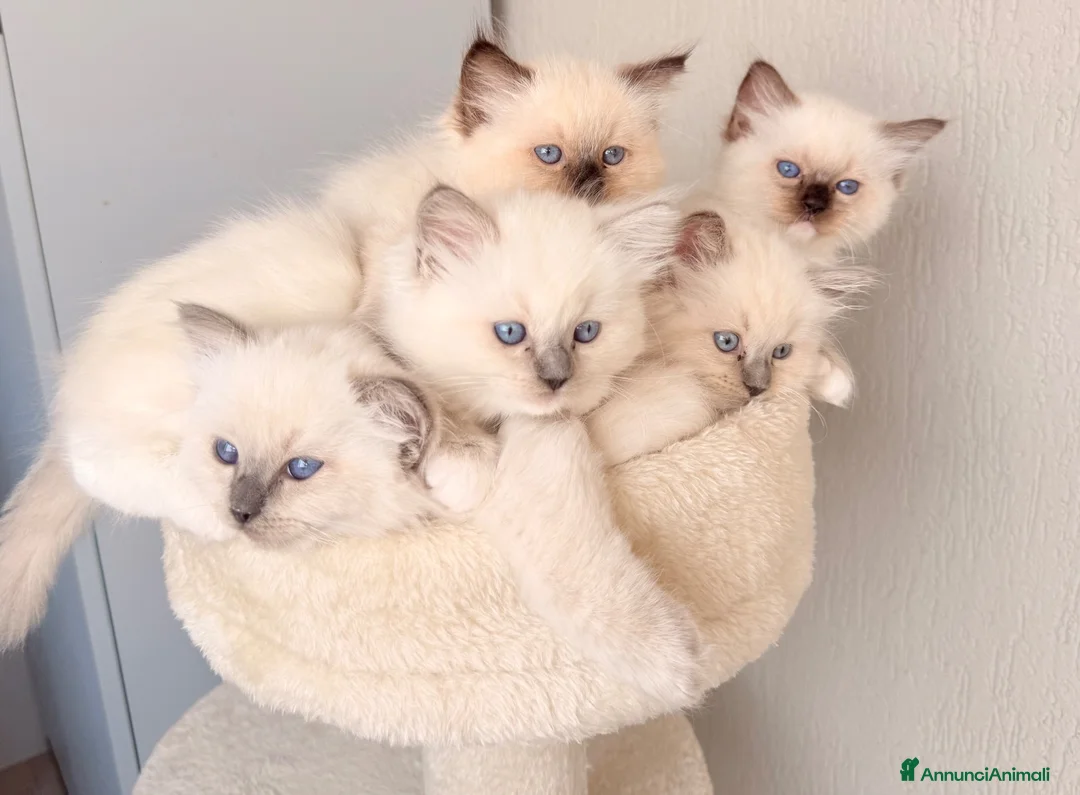 Ragdoll gatti in vendita: Cucciole di Ragdoll  a Provincia di Cosenza - Annuncio 2
