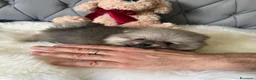 Volpino Pomerania cani in vendita: Cuccioli di Pomerania - Annuncio 7