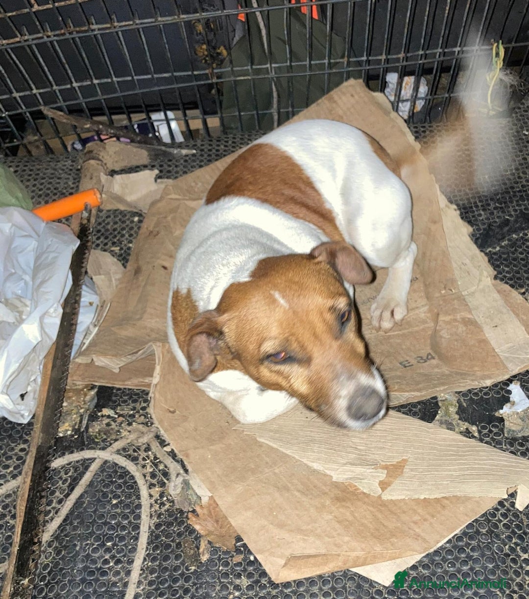 Jack Russell cani in vendita: Cucciola Jack Russell - Annuncio 6