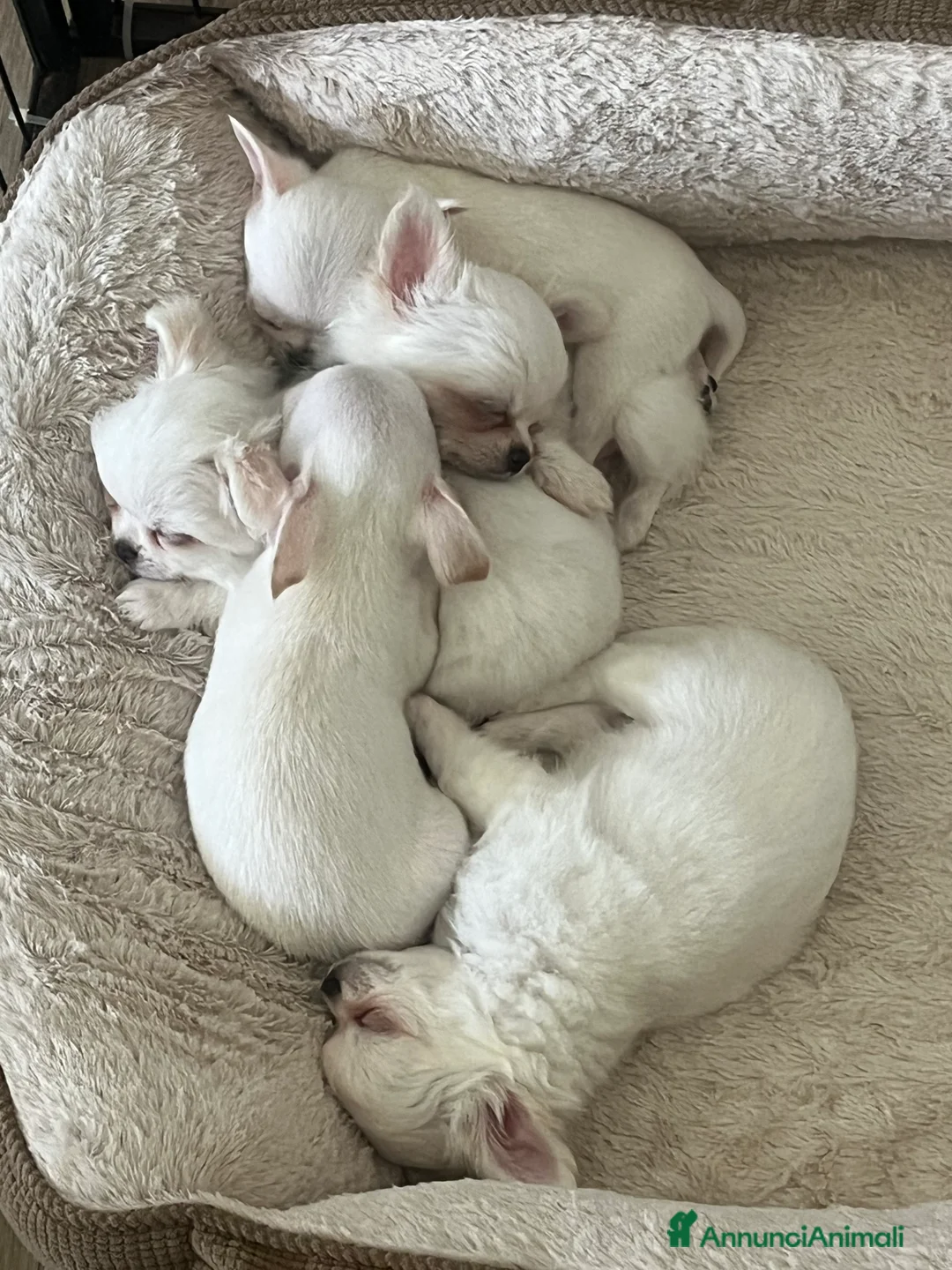 Chihuahua cani in vendita: Chihuahua maschi con pedigree - Annuncio 8