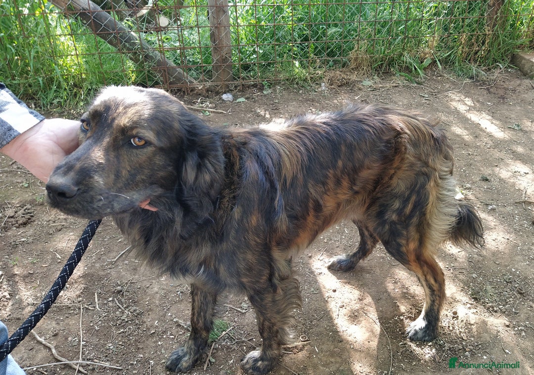 Altre razze cani in regalo: Splendido jango a Provincia di Viterbo - Annuncio 3
