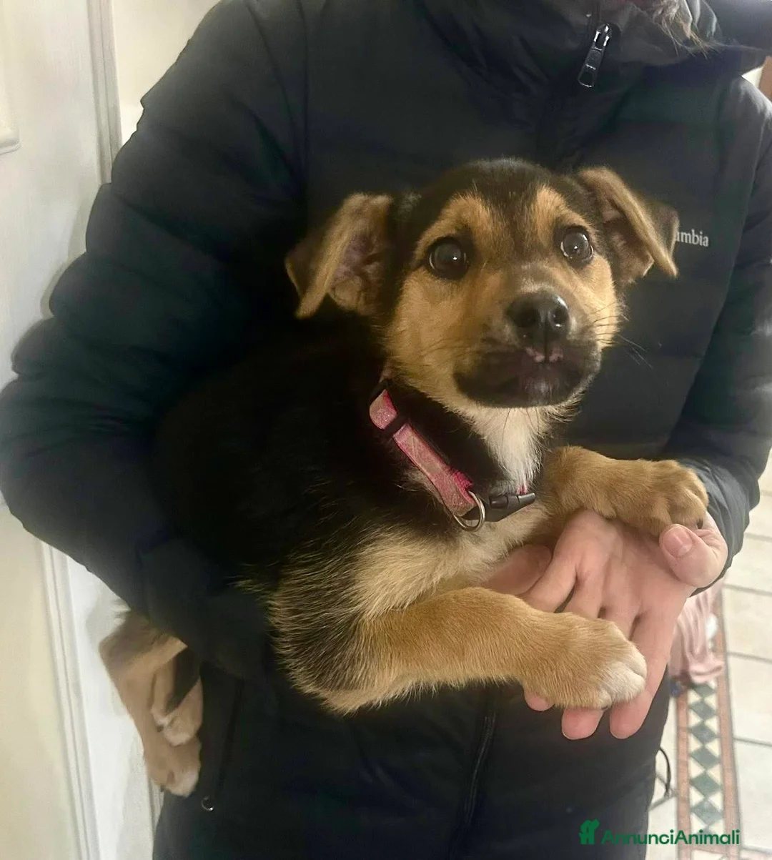 Meticcio cani in regalo: Cucciola 3 mesi taglia media - Annuncio 2