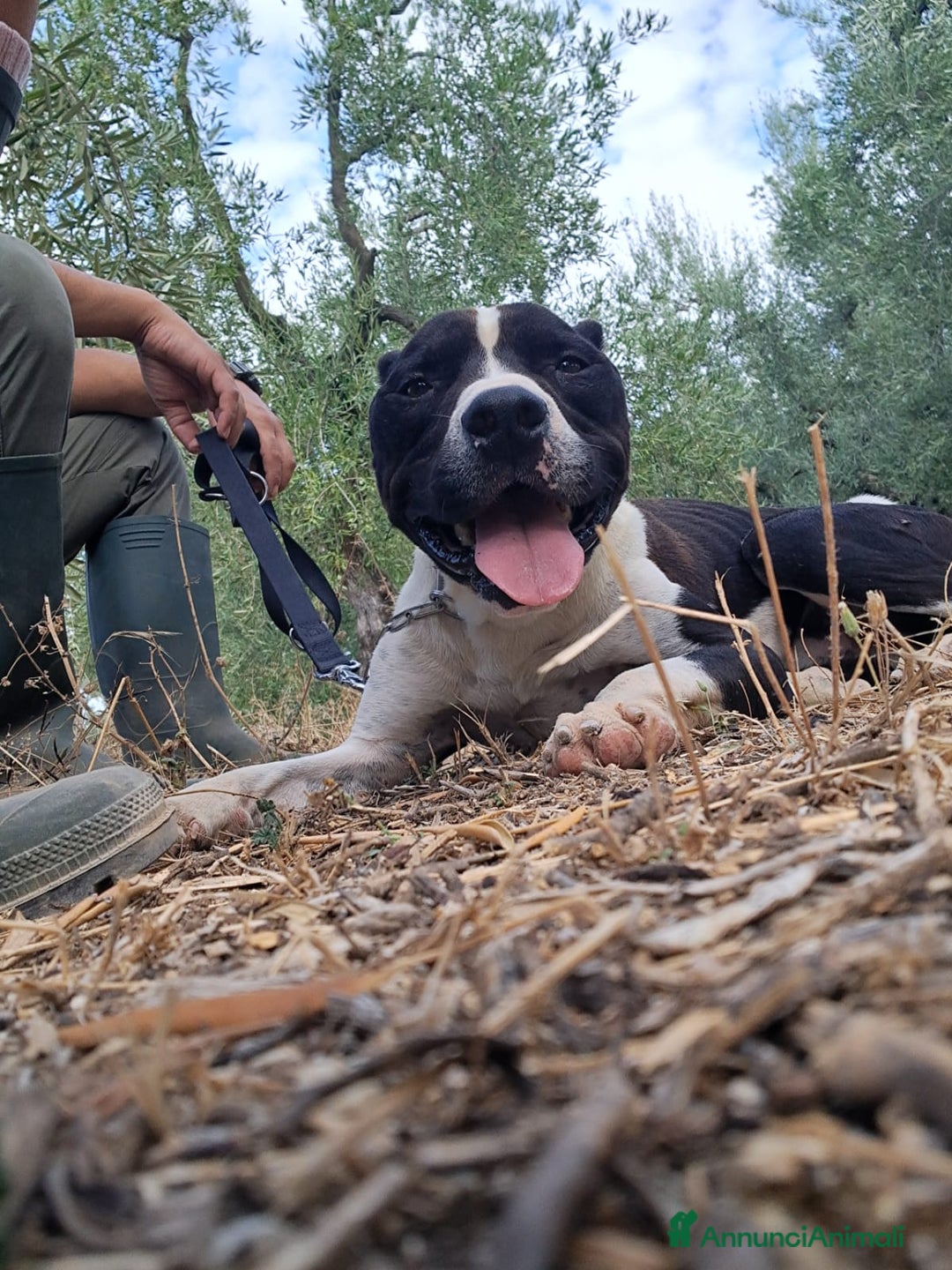 Meticcio cani in regalo: CHICCO - mix Pit/Amstaff bianco e nero, giovane - Annuncio 4