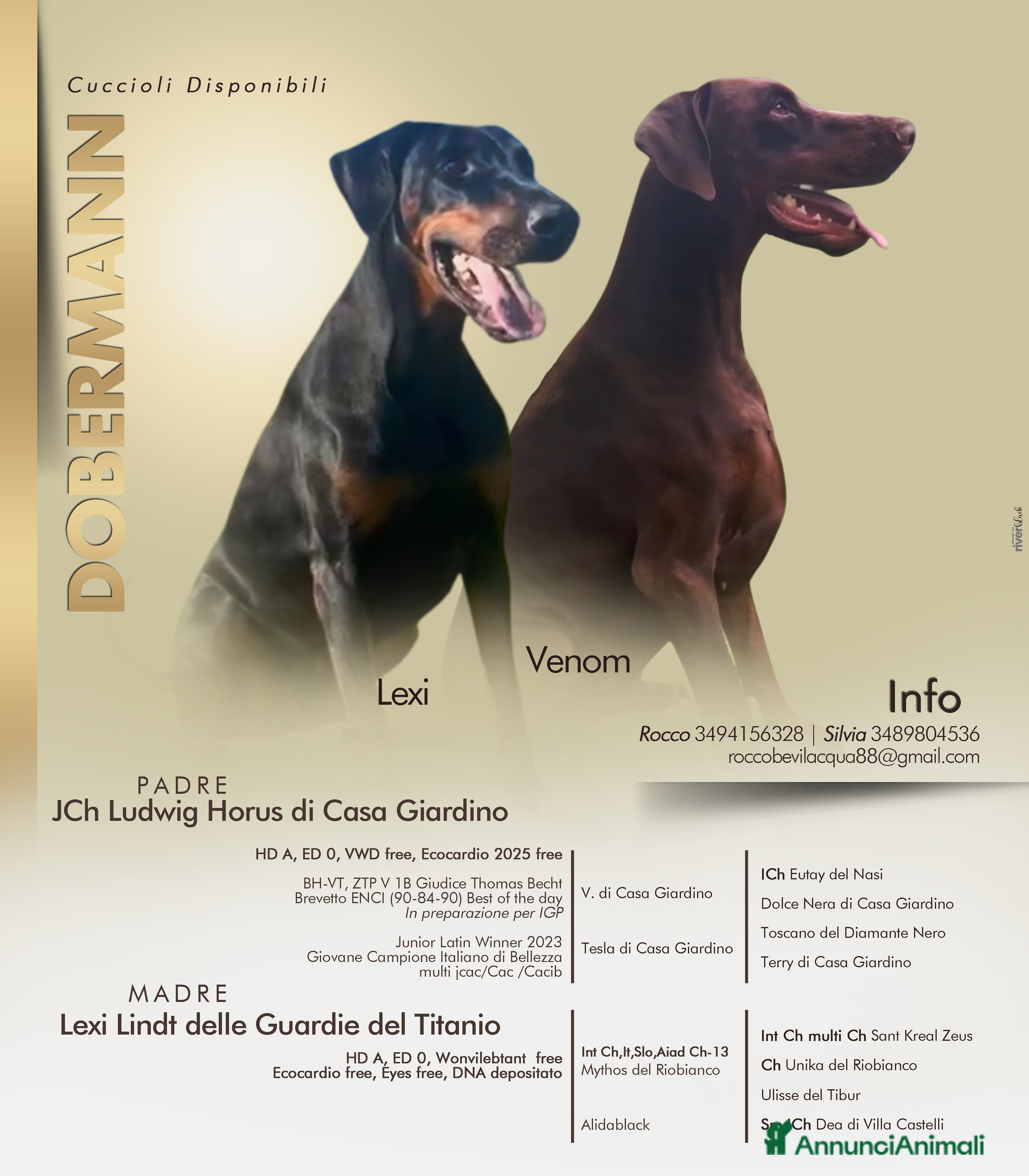 Dobermann cani Cuccioli di Dobermann - Annuncio 1