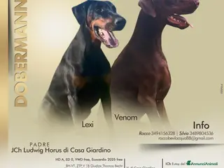 Dobermann cani Cuccioli di Dobermann - Annuncio 1