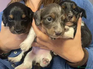 Bassotto cani Bassotti a pelo lungo - Annuncio 8