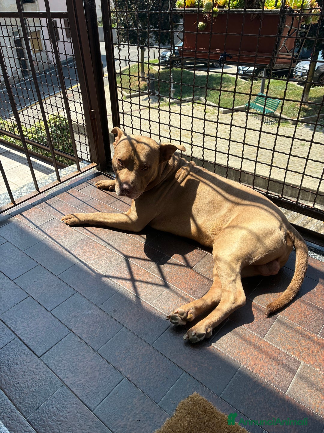 Pitbull cani per accoppiamento: Cercasi femmina per il mio maschietto  - Annuncio 6