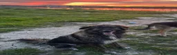 Meticcio cani in regalo: MIA 🩷 UNA FORZA DELLA NATURA CERCA CASA a Provincia di Pesaro e Urbino - Annuncio 6