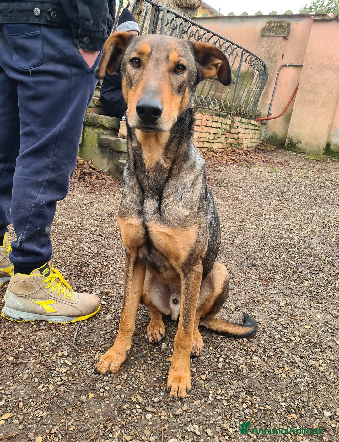 Dobermann cani in regalo: ARTU', magnifico mix DOBERMANN - Annuncio 10