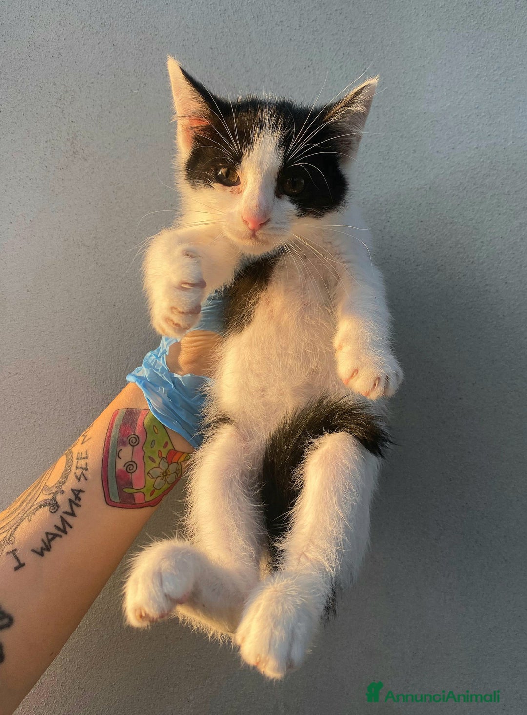 Meticcio gatti in regalo: Jasper gattino di 2 mesi a Provincia di Teramo - Immagine 1