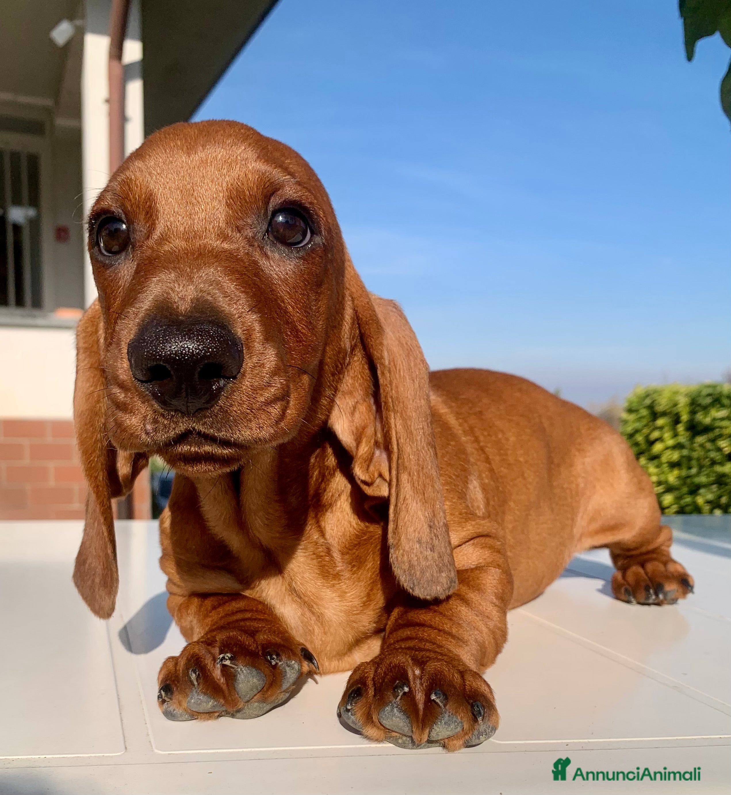 Bassotto cani CUCCIOLO BASSOTTO STANDARD PELO CORTO - Annuncio 4
