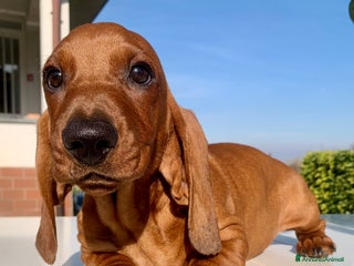 Bassotto cani CUCCIOLO BASSOTTO STANDARD PELO CORTO - Annuncio 5