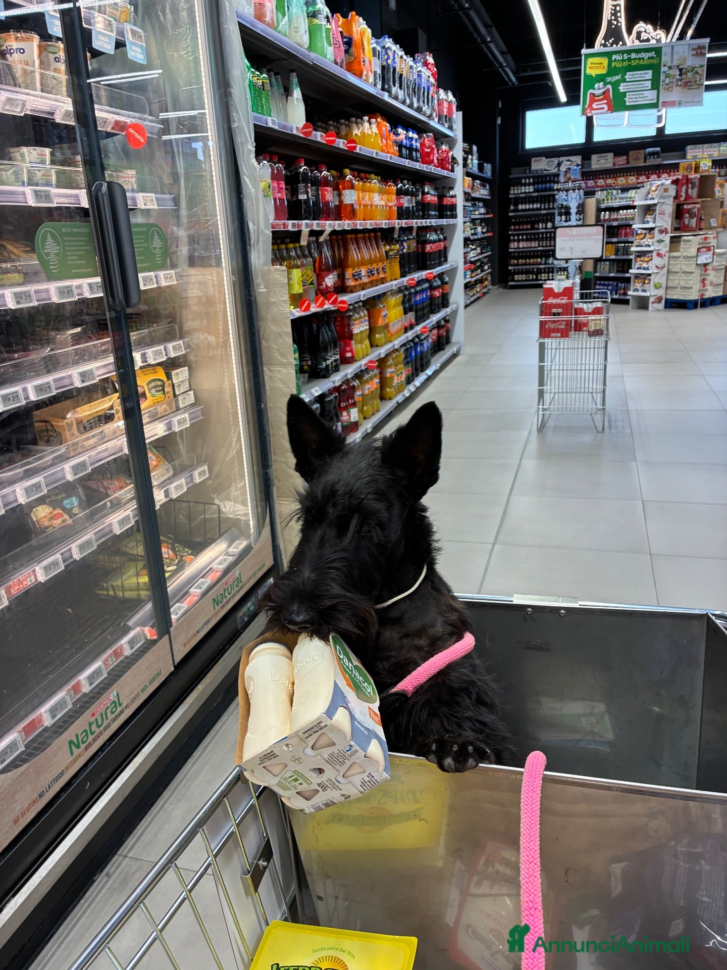 Scottish Terrier cani Scottish terrier cuccioli - Annuncio 4