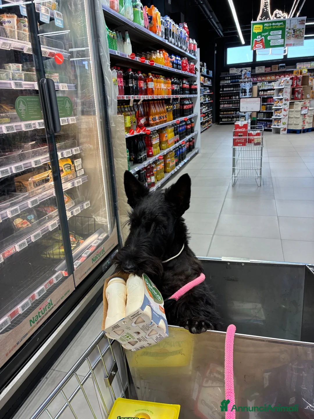 Scottish Terrier cani in vendita: Scottish terrier cuccioli - Annuncio 1