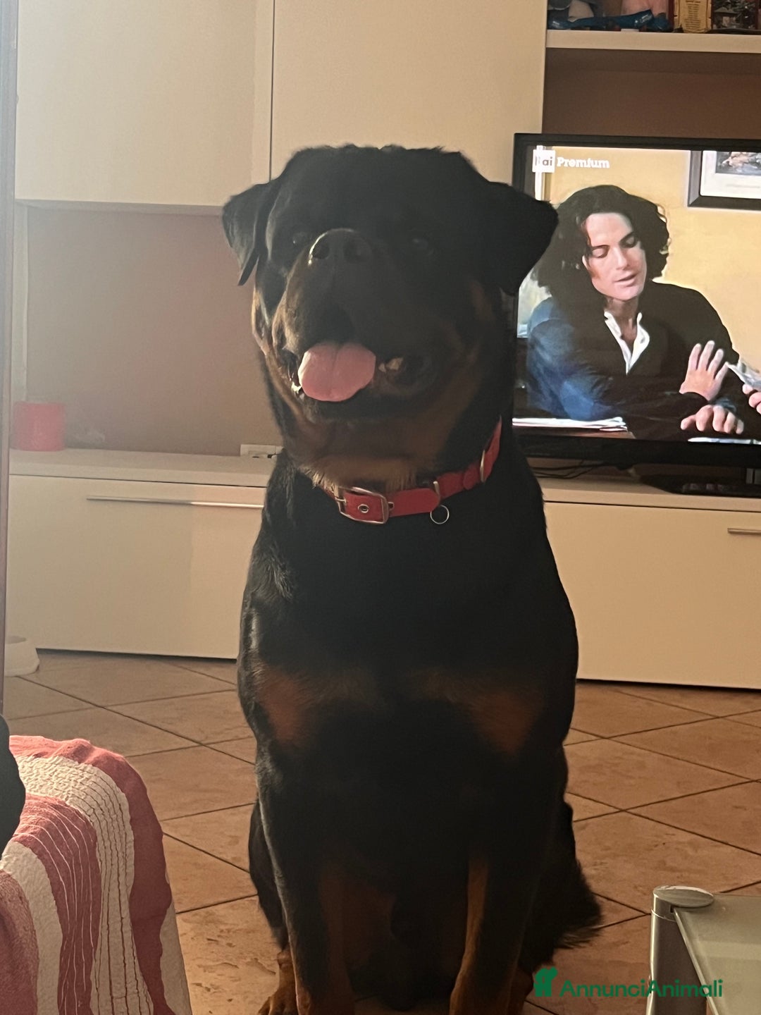 Rottweiler cani in regalo: Rottwailer  - Annuncio 4