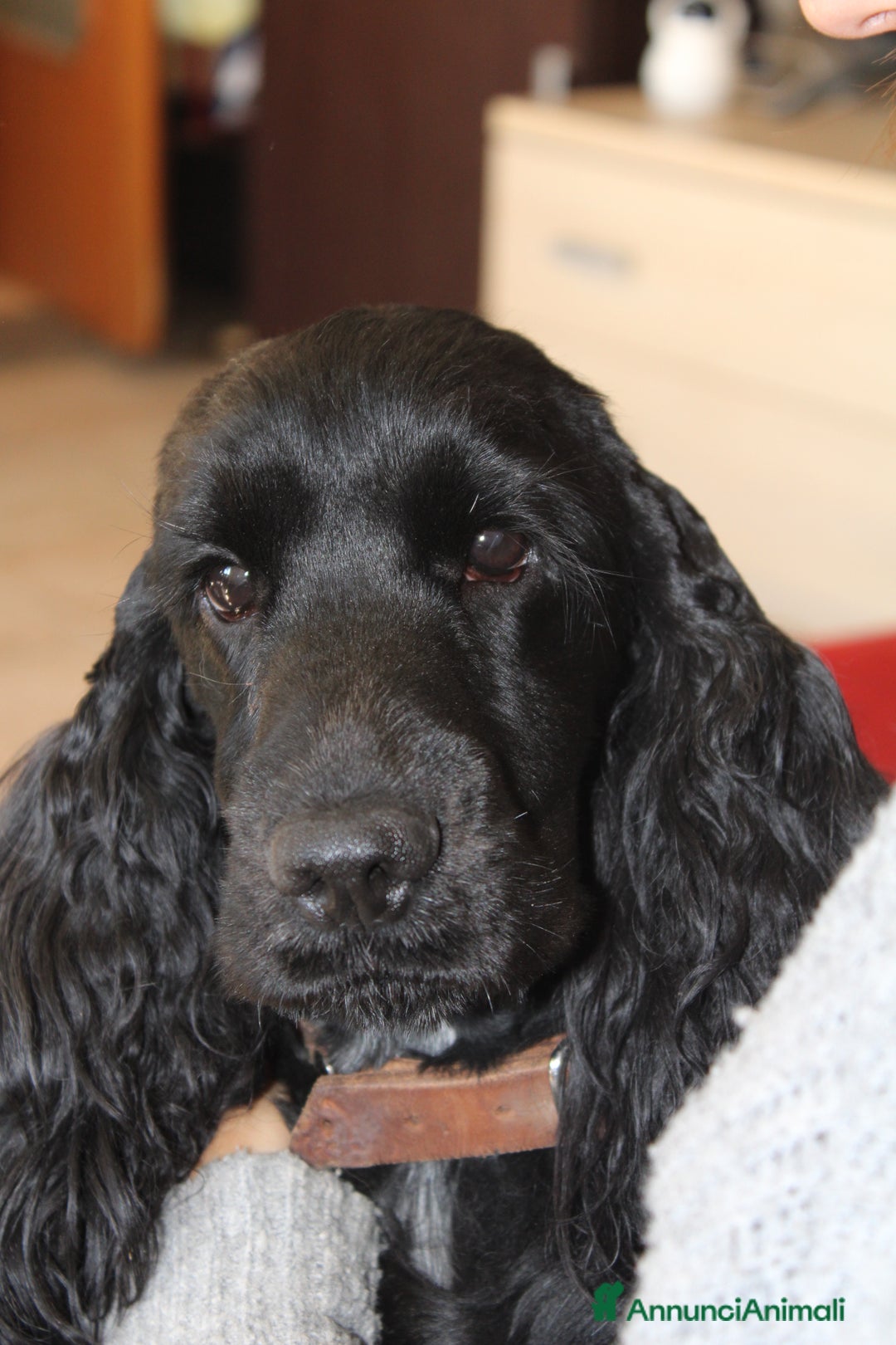 Cocker cani in vendita: Cocker spaniel inglese  - Annuncio 3