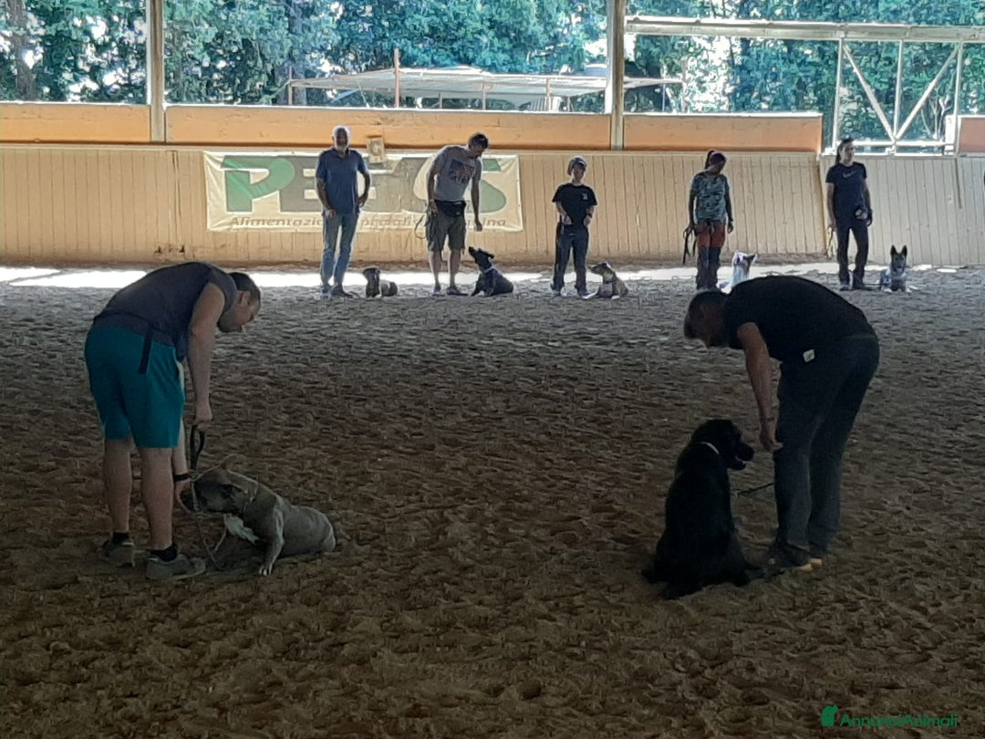 Immagine della galleria {{count}}