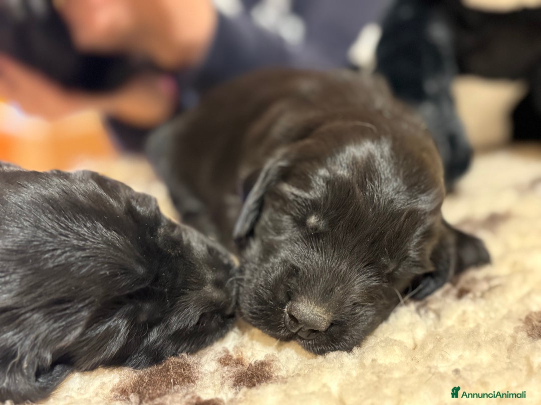 Flat Coated cani in vendita: Cuccioli Flat Coated Retriever - Annuncio 5
