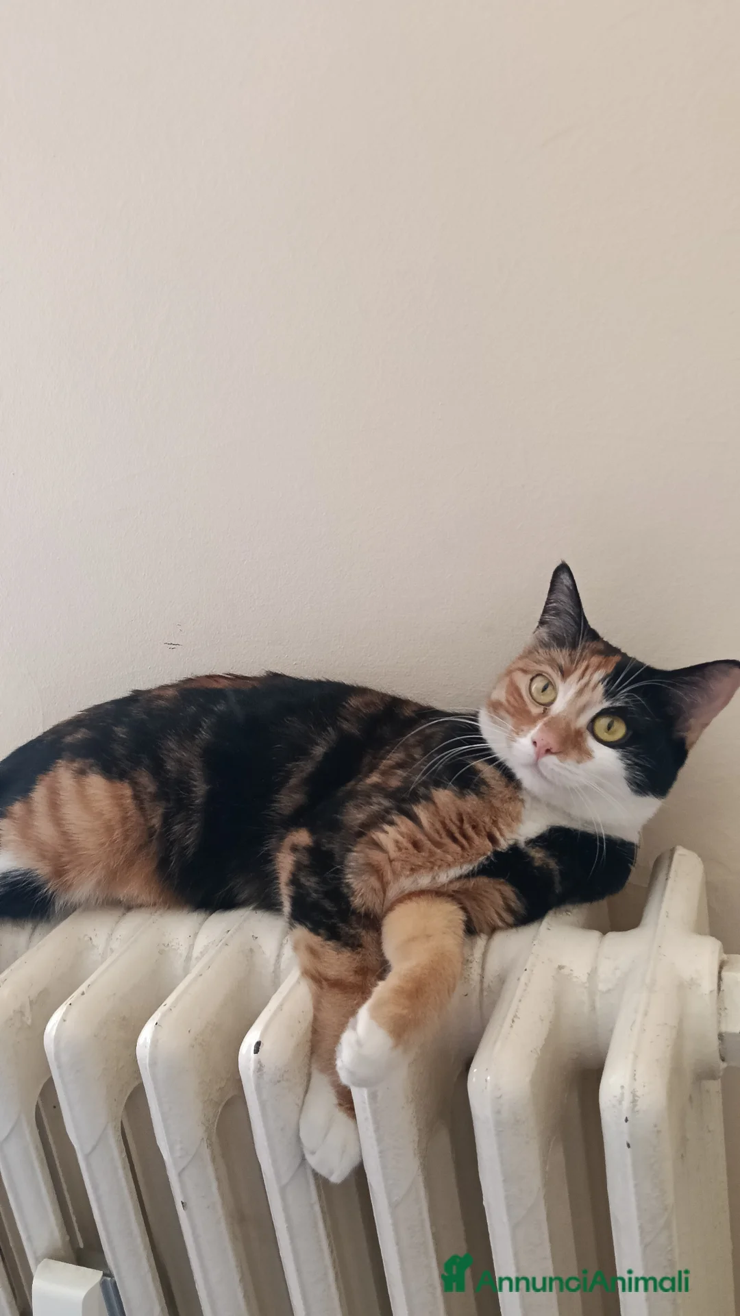 Meticcio gatti in vendita: gatta europea (meticcia) tricolore a pelo corto a Provincia di Asti - Annuncio 4