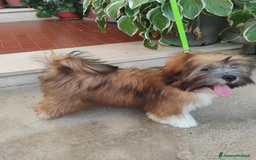 Lhasa Apso cani in vendita: Lhasa Apso  - Immagine 3