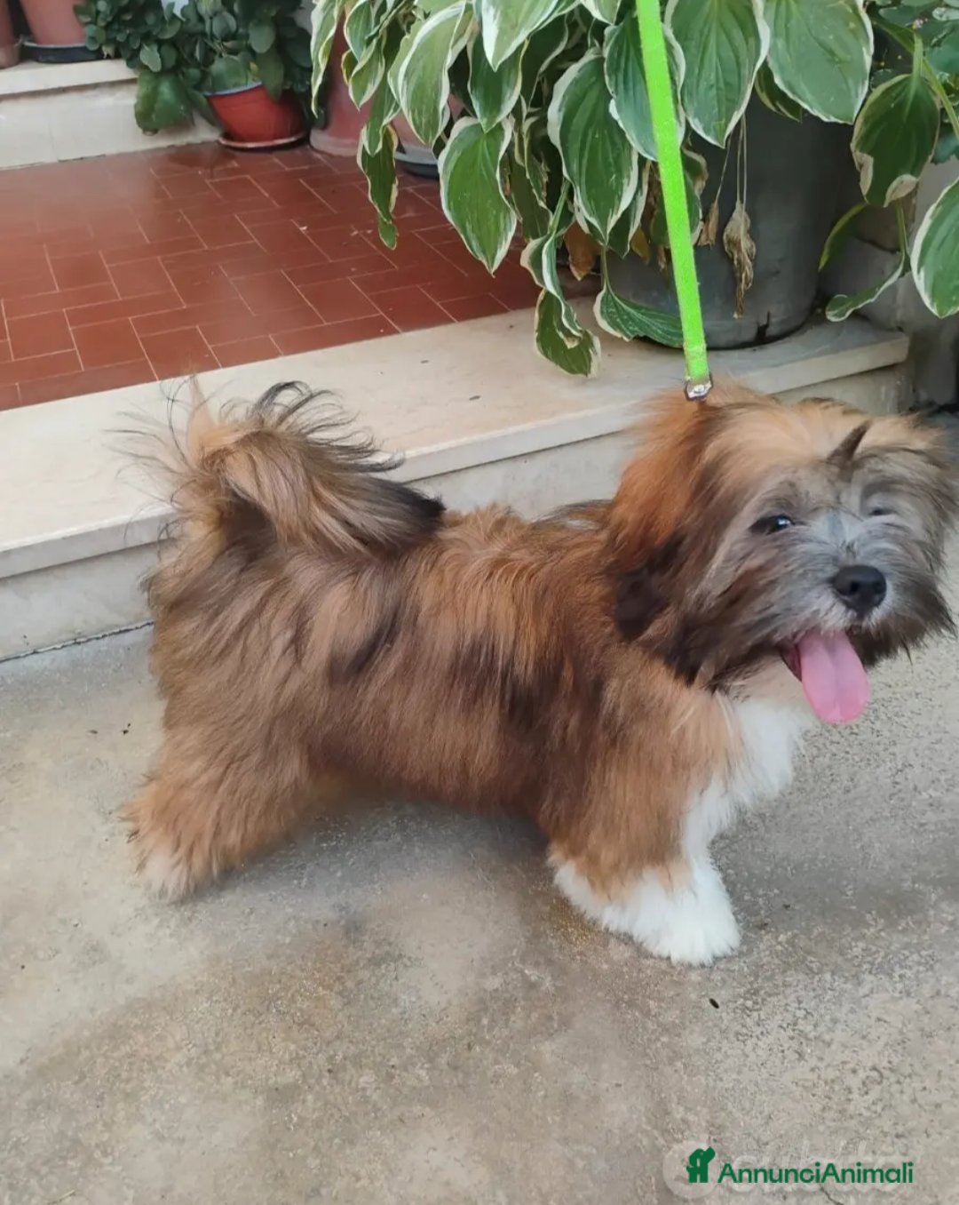 Lhasa Apso cani in vendita: Lhasa Apso  - Immagine 3