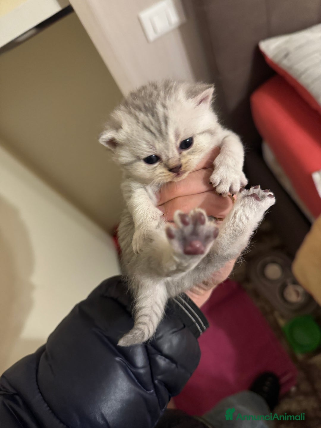 Scottish gatti in vendita: cuccioli SOTTISH FOLD - Annuncio 3