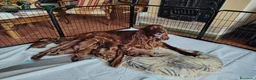 Setter Irlandese cani in vendita: Cucciolata Elsa e Liam a Provincia di Alessandria - Annuncio 4