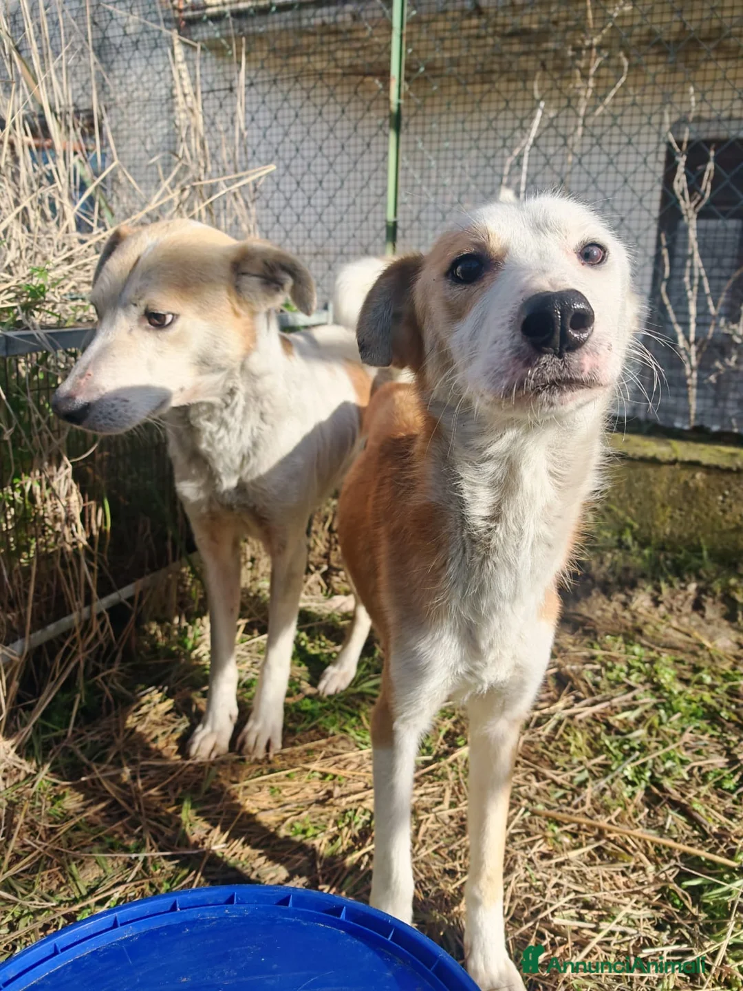 Meticcio cani in regalo: Gemma: dolce e sensibile  - Annuncio 7