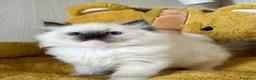 Ragdoll gatti in vendita: Ragdoll cuccioli seal mitted - Annuncio 1