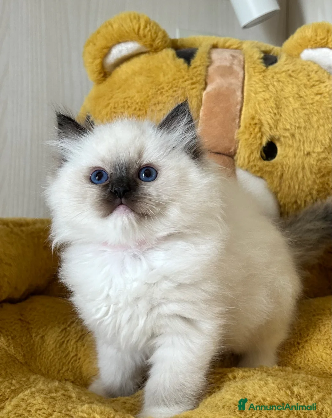 Ragdoll gatti in vendita: Ragdoll cuccioli seal mitted - Annuncio 1