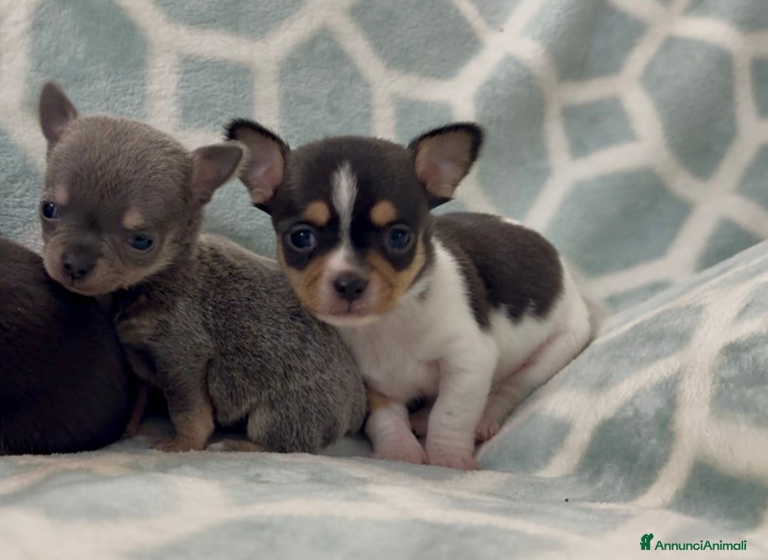 Chihuahua cani in vendita: Chihuahua  - Annuncio 17