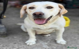 Labrador cani in regalo: ZOE, simpaticissima LABRADOR cerca famiglia! - Immagine 2