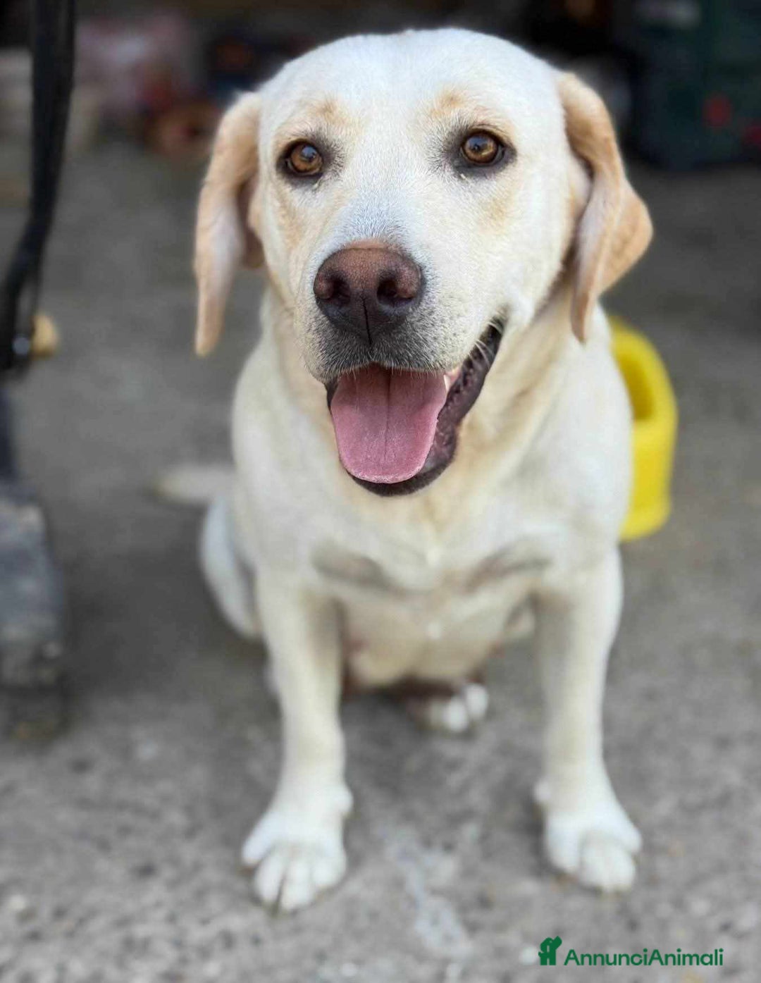 Labrador cani in regalo: ZOE, simpaticissima LABRADOR cerca famiglia! - Immagine 2