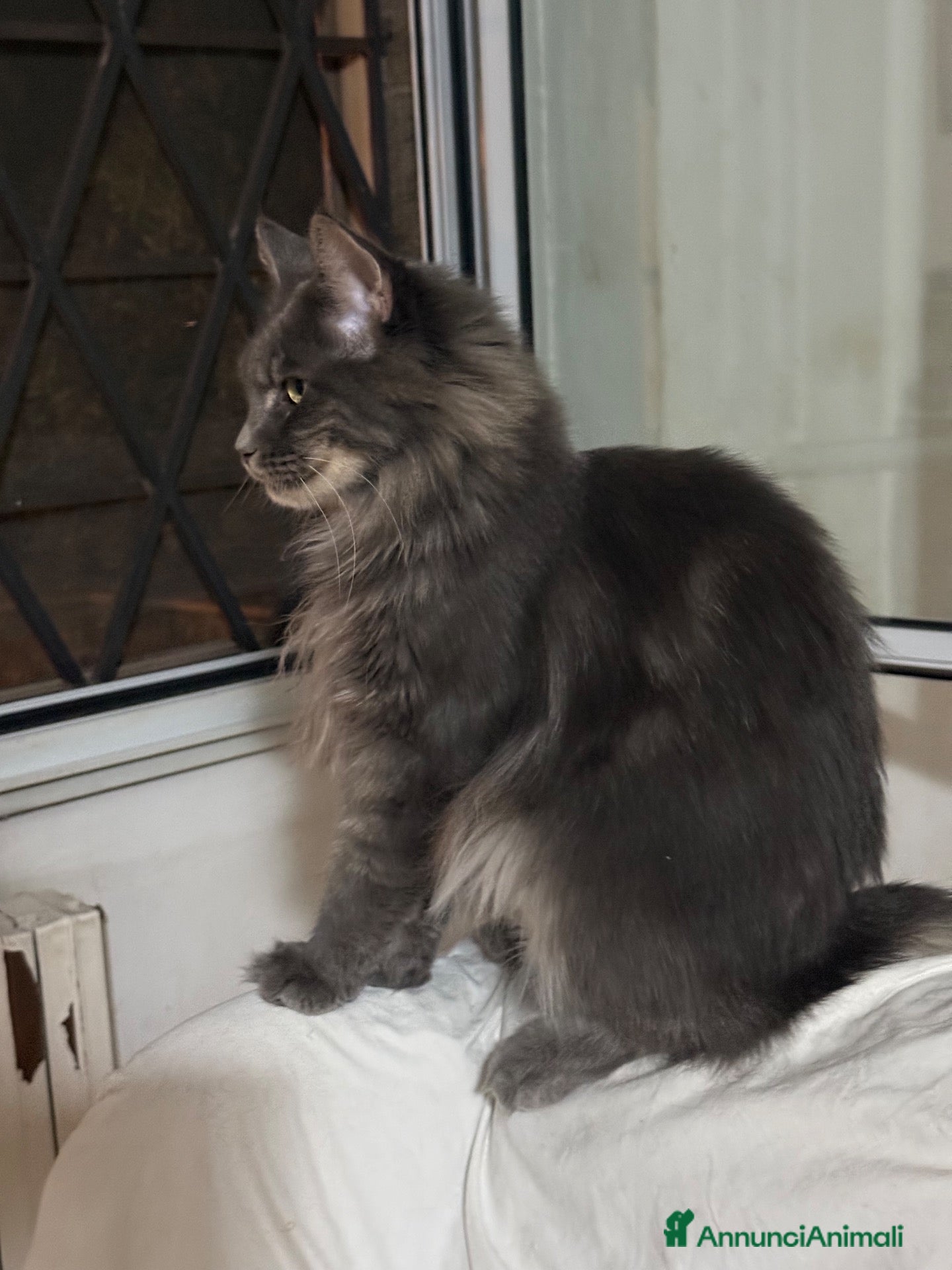 Maine Coon gatti Maine Coon - Annuncio 31
