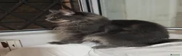 Maine Coon gatti in vendita: Maine Coon a Città metropolitana di Roma Capitale - Annuncio 1