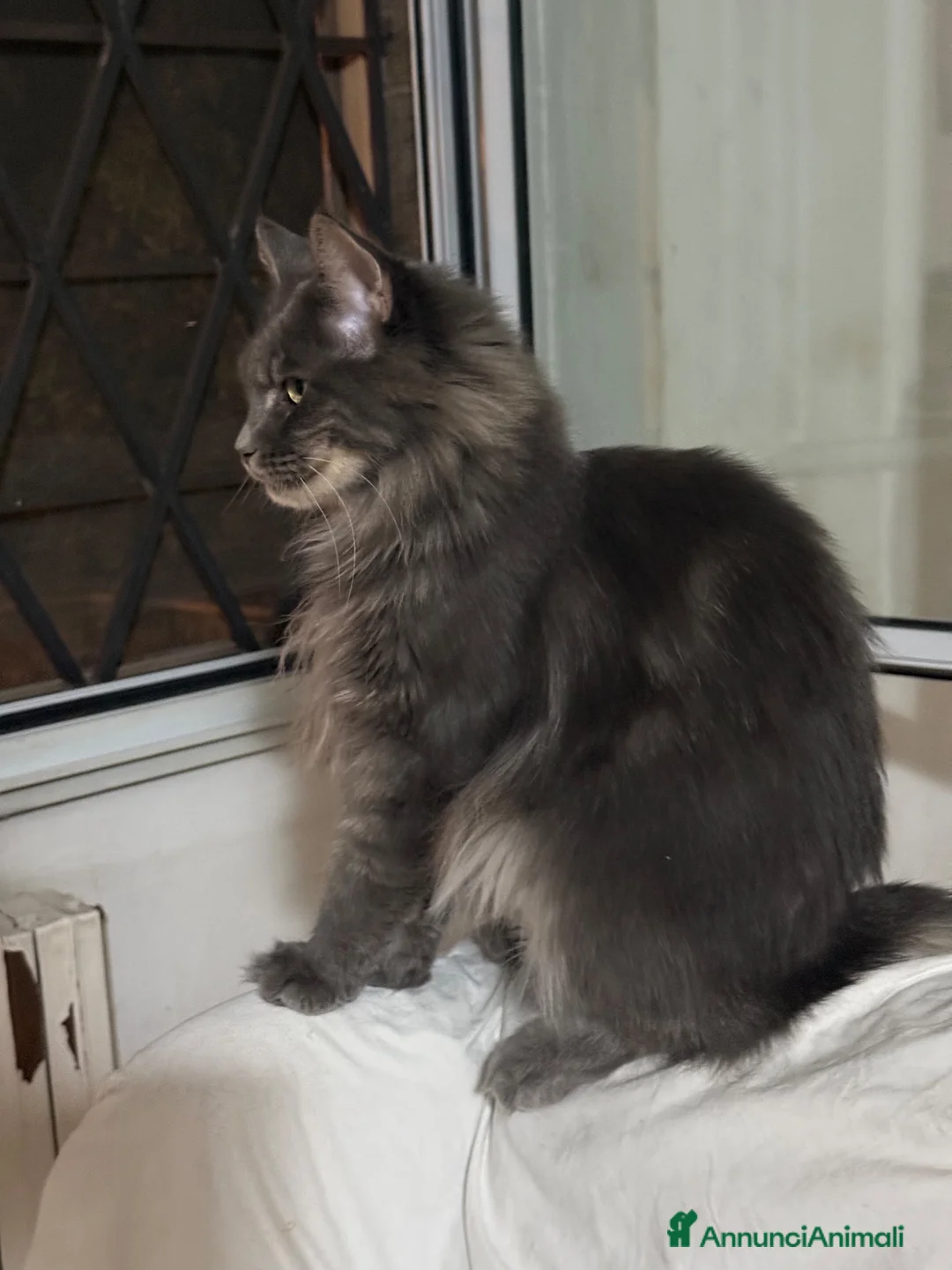 Maine Coon gatti in vendita: Maine Coon a Città metropolitana di Roma Capitale - Annuncio 1