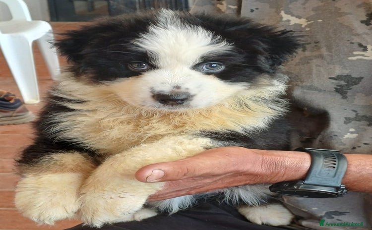 Australian Shepherd cani a Città Metropolitana di Firenze - Annuncio 2