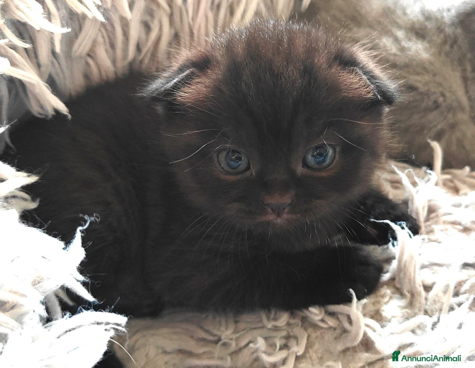 Scottish gatti Gattini Scottish Fold & Straight con Pedigree - Annuncio 18