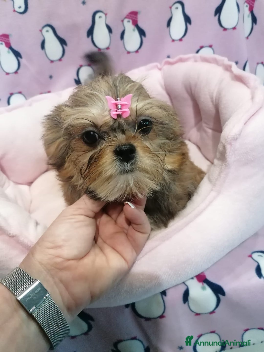 Meticcio cani in vendita: Shorkie cuccioli - Yorkshire e Shih Tzu a Province of Rovigo - Immagine 3